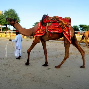 Mount Abu Udaipur Trip Plan (rajasthan)