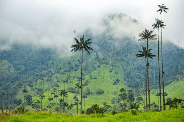 Cocora Valley