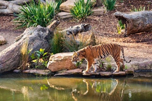 Uttarakhand Jim Corbett Safari Trip Plan From Delhi 3N 4D