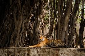 Sundarbans
